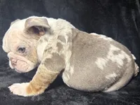 Starry , a male English Bulldog for sale in Ypsilanti, MI – 2 of 5