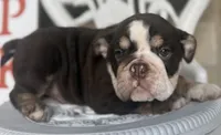 Tim Mcgraw, a male English Bulldog for sale in Ypsilanti, MI – 7 of 9