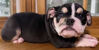 Alexander Hamilton, a male English Bulldog for sale in Ypsilanti, MI – 6 of 10