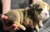 Lafayette , a male English Bulldog for sale in Ypsilanti, MI – 2 of 4