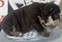 Tim Mcgraw, a male English Bulldog for sale in Ypsilanti, MI – 6 of 9