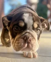 Tim Mcgraw, a male English Bulldog for sale in Ypsilanti, MI – 8 of 9