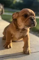 Kenny Chesney, a male English Bulldog for sale in Ypsilanti, MI – 10 of 10