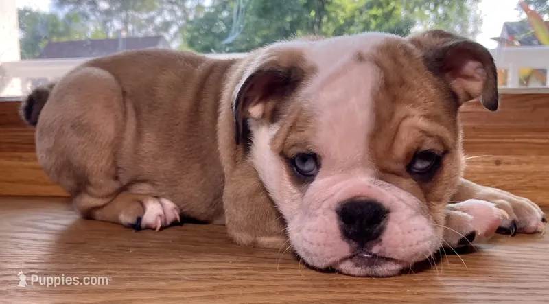 Angelica Skylar – English Bulldog puppy for sale in Ypsilanti, MI