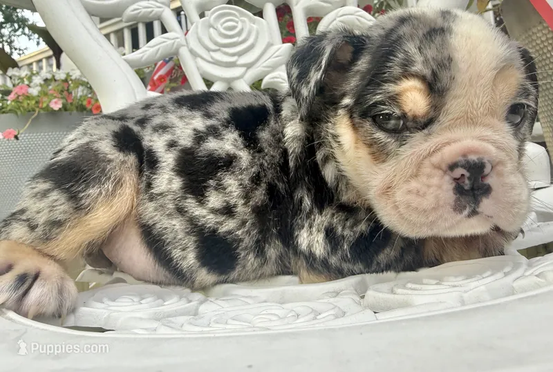 Peggy Skylar  – English Bulldog puppy for sale in Ypsilanti, MI