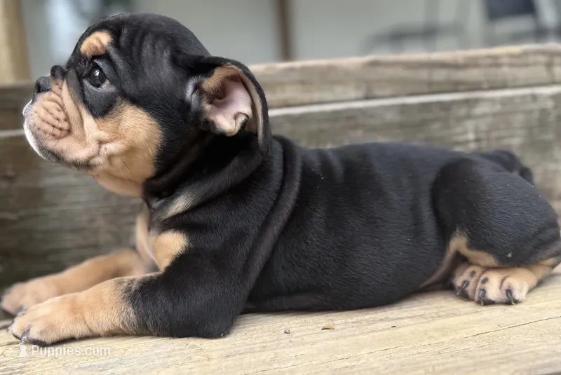 Aaron Burr – English Bulldog puppy for sale in Ypsilanti, MI
