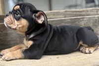 Aaron Burr, a male English Bulldog for sale in Ypsilanti, MI – 1 of 10