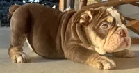 Tim Mcgraw, a male English Bulldog for sale in Ypsilanti, MI – 9 of 9