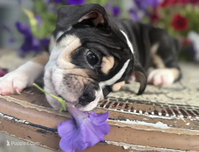 Alexander Hamilton – English Bulldog puppy for sale in Ypsilanti, MI