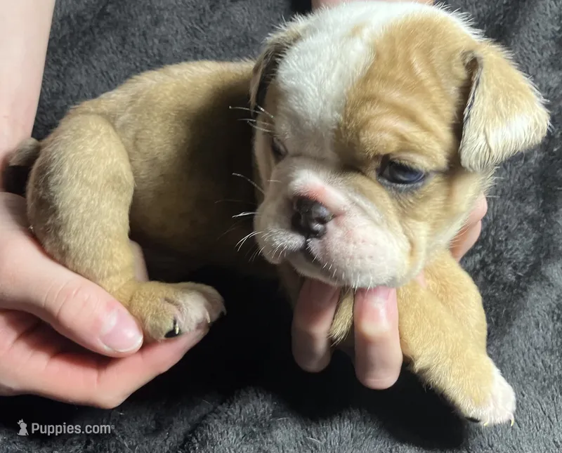 Angelica Skylar – English Bulldog puppy for sale in Ypsilanti, MI