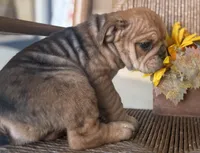 Kenny Chesney, a male English Bulldog for sale in Ypsilanti, MI – 6 of 10