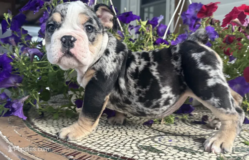 Peggy Skylar  – English Bulldog puppy for sale in Ypsilanti, MI