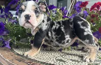 Peggy Skylar , a female English Bulldog for sale in Ypsilanti, MI – 2 of 8