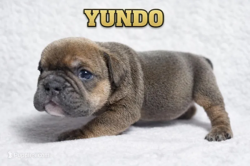 YUNDO – English Bulldog puppy for sale in Ypsilanti, MI