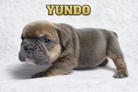 YUNDO, a male English Bulldog for sale in Ypsilanti, MI – Photo 1 of 3