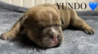 YUNDO, a male English Bulldog for sale in Ypsilanti, MI – Photo 3 of 3