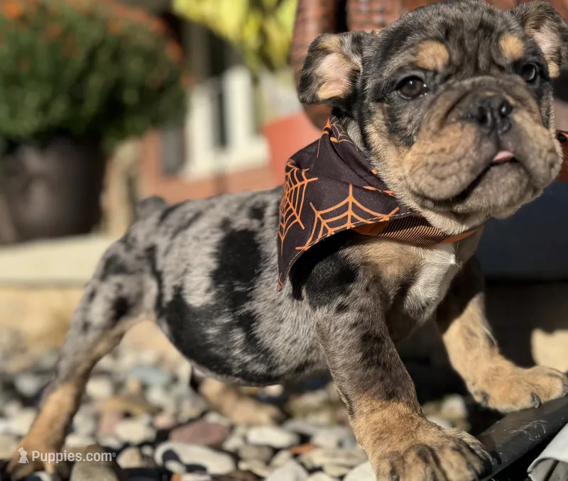 Vince Gill – English Bulldog puppy for sale in Ypsilanti, MI