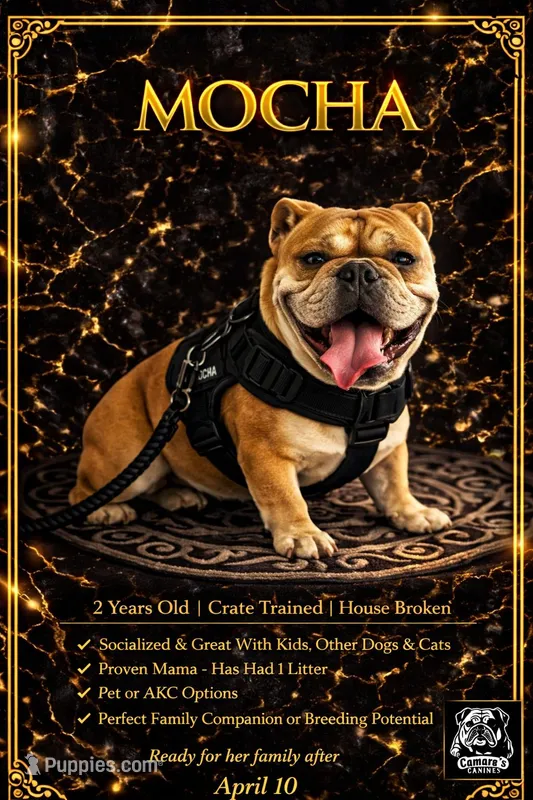 MOCHA, a female English Bulldog for sale in Ypsilanti, MI – Photo 1 of 1