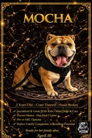 MOCHA, a female English Bulldog for sale in Ypsilanti, MI – 1 of 1