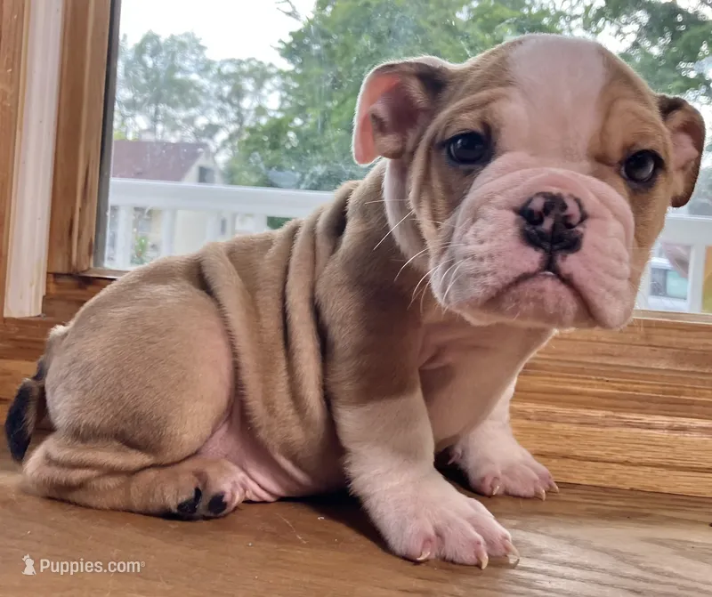 Thomas Jefferson  – English Bulldog puppy for sale in Ypsilanti, MI