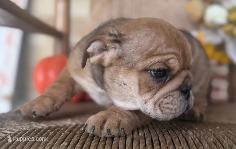 Kenny Chesney – English Bulldog puppy for sale in Ypsilanti, MI