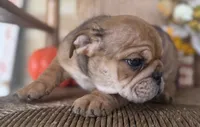 Kenny Chesney, a male English Bulldog for sale in Ypsilanti, MI – 2 of 10