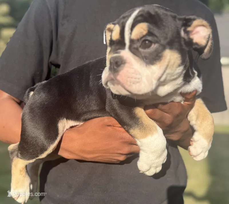 Alexander Hamilton – English Bulldog puppy for sale in Ypsilanti, MI