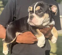 Alexander Hamilton, a male English Bulldog for sale in Ypsilanti, MI – 1 of 10