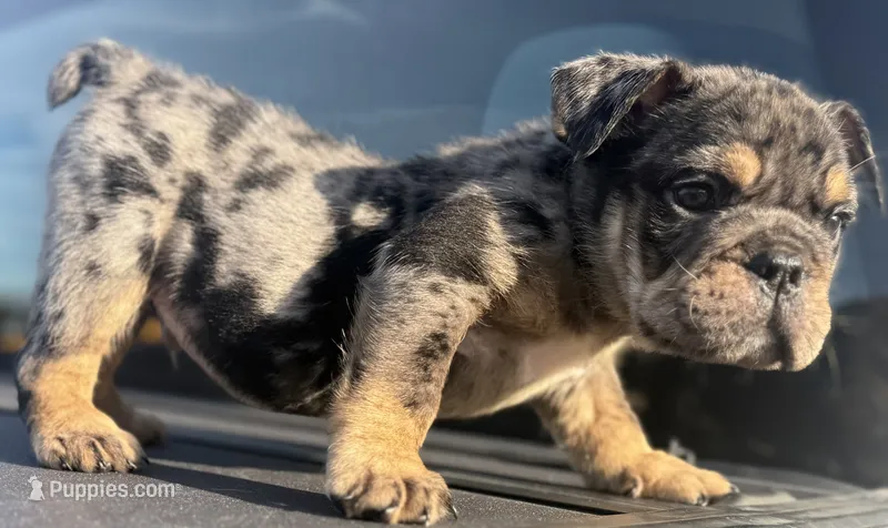 Vince Gill – English Bulldog puppy for sale in Ypsilanti, MI