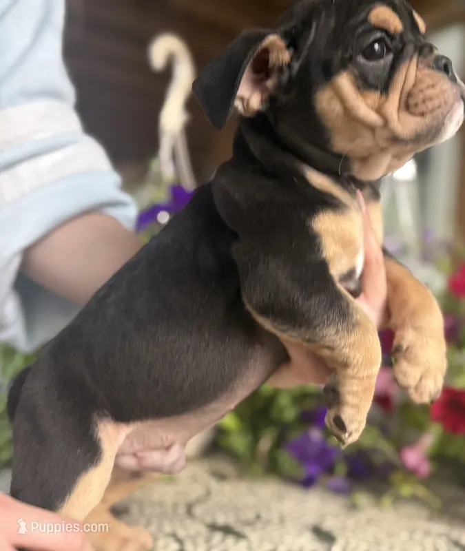 Aaron Burr – English Bulldog puppy for sale in Ypsilanti, MI