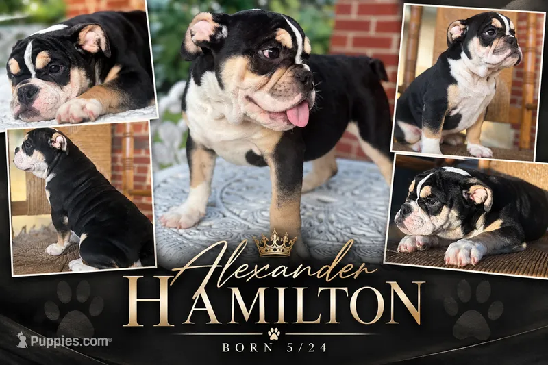 Alexander Hamilton – English Bulldog puppy for sale in Ypsilanti, MI