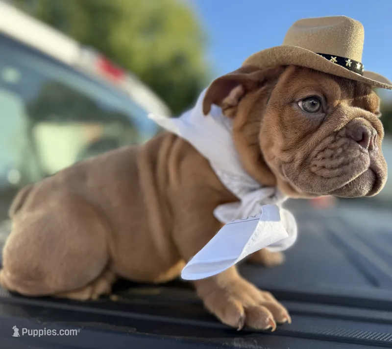 Alan Jackson – English Bulldog puppy for sale in Ypsilanti, MI