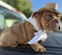 Alan Jackson, a male English Bulldog for sale in Ypsilanti, MI – 1 of 8