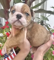 Angelica Skylar, a female English Bulldog for sale in Ypsilanti, MI – 6 of 6