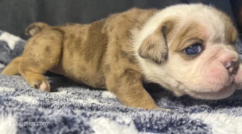 Angelica Skylar – English Bulldog puppy for sale in Ypsilanti, MI