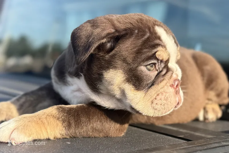 Tim Mcgraw – English Bulldog puppy for sale in Ypsilanti, MI