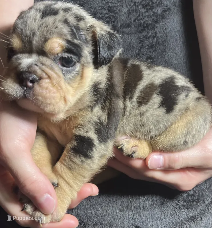 Eliza Skylar – English Bulldog puppy for sale in Ypsilanti, MI