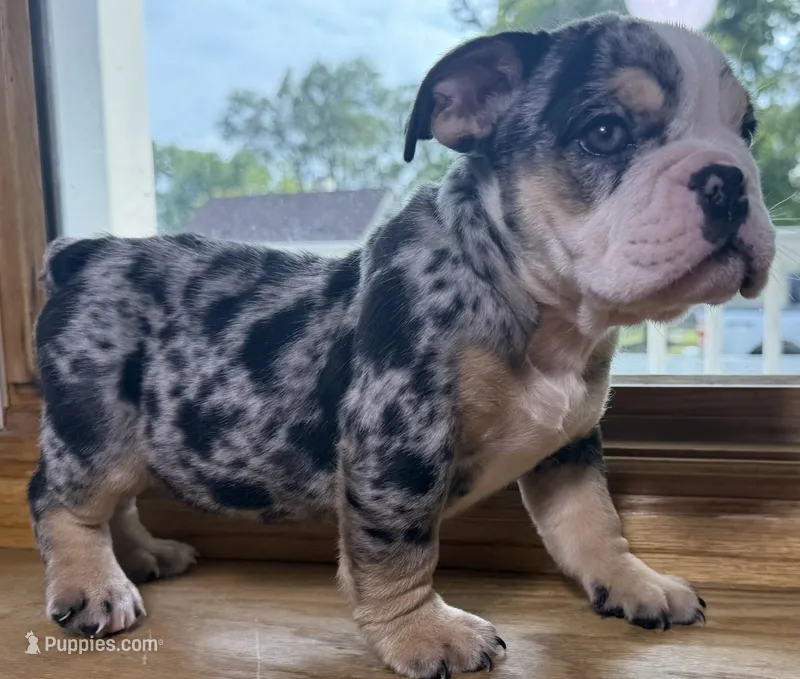Peggy Skylar  – English Bulldog puppy for sale in Ypsilanti, MI