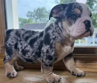 Peggy Skylar , a female English Bulldog for sale in Ypsilanti, MI – 5 of 8