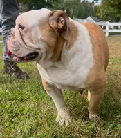 Stella, a female English Bulldog for sale in Ypsilanti, MI – 3 of 4