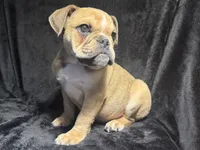 Rocky, a male English Bulldog for sale in Ypsilanti, MI – 4 of 4
