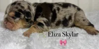 Eliza Skylar, a female English Bulldog for sale in Ypsilanti, MI – 1 of 1