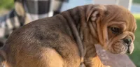 Kenny Chesney, a male English Bulldog for sale in Ypsilanti, MI – 9 of 10