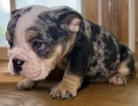 Peggy Skylar , a female English Bulldog for sale in Ypsilanti, MI – 8 of 8