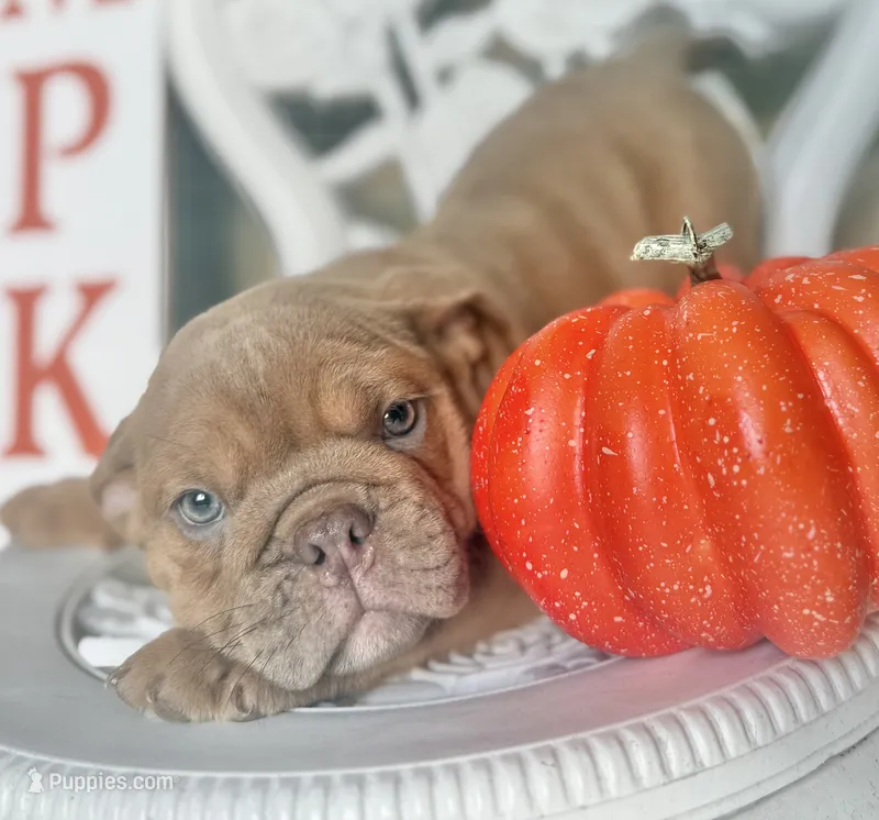 Alan Jackson – English Bulldog puppy for sale in Ypsilanti, MI