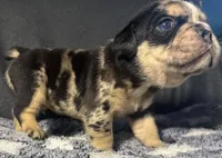 George Washington, a male English Bulldog for sale in Ypsilanti, MI – 4 of 5