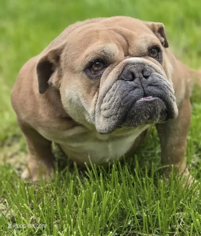 MOCHA – English Bulldog puppy for sale in Ypsilanti, MI