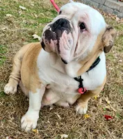 Stella, a female English Bulldog for sale in Ypsilanti, MI – 4 of 4