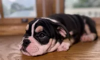 Alexander Hamilton, a male English Bulldog for sale in Ypsilanti, MI – 9 of 10