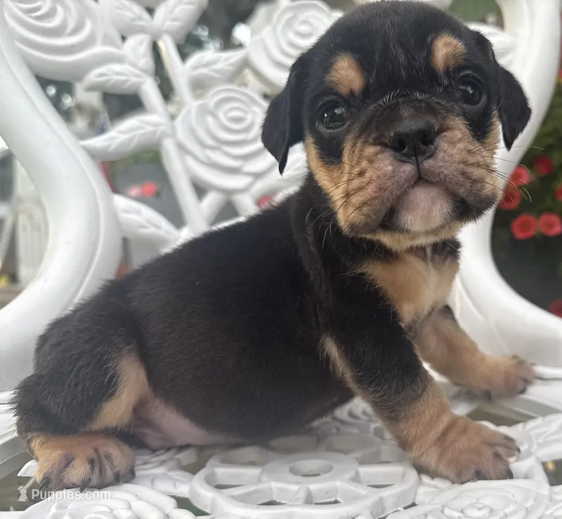 Aaron Burr – English Bulldog puppy for sale in Ypsilanti, MI